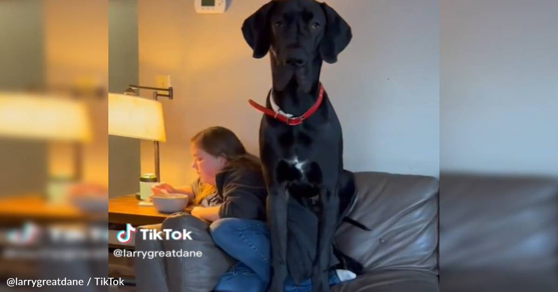 Dog Owner Shares What It's Like To Eat With Great Danes In The House