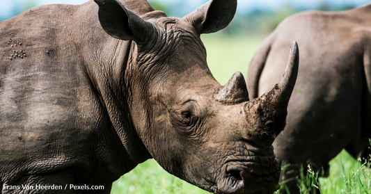 No Rhinos Were Poached In India's Assam Region For The First Time In Decades