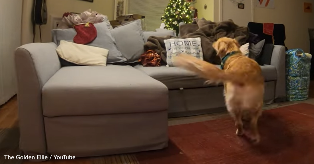 Woman Plays The Most Adorable Game Of Hide And Seek With Her Dog