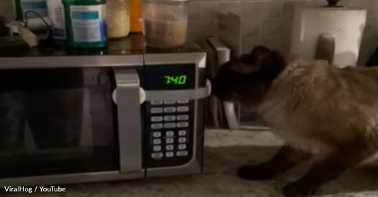 Family Puts Child Lock On Microwave To Prevent Rescue Cat From Stealing Food