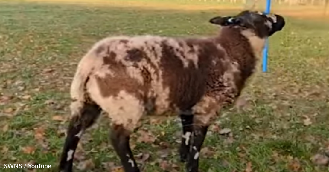 Clicker-Trained Sheep Performs Tricks Like A Dog