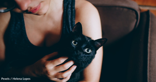 Survey Finds Having A Cat In Your Dating Profile Makes You More Attractive To Potential Matches