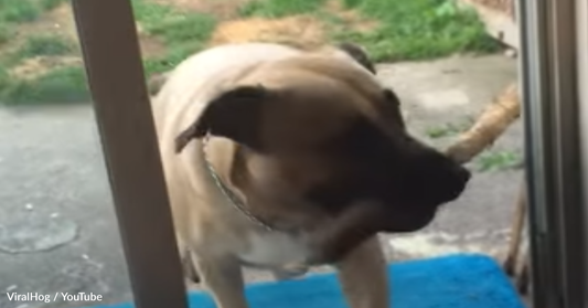 Dog Attempts To Be The Boss And Bring His Stick Inside