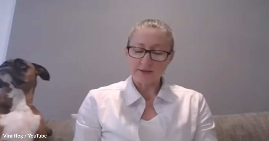 Impatient Boxer Interrupts Teaching During Video Lesson