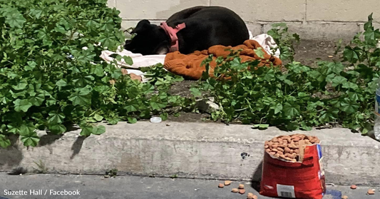 Defeated Dog Left Outside With All Her Belongings Waits For Family To Return