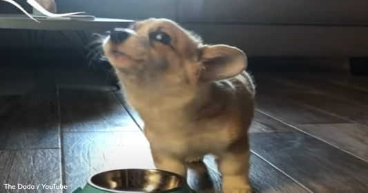 Sweet Corgi Pup "Howls" Between Bites Of Food At Every Meal