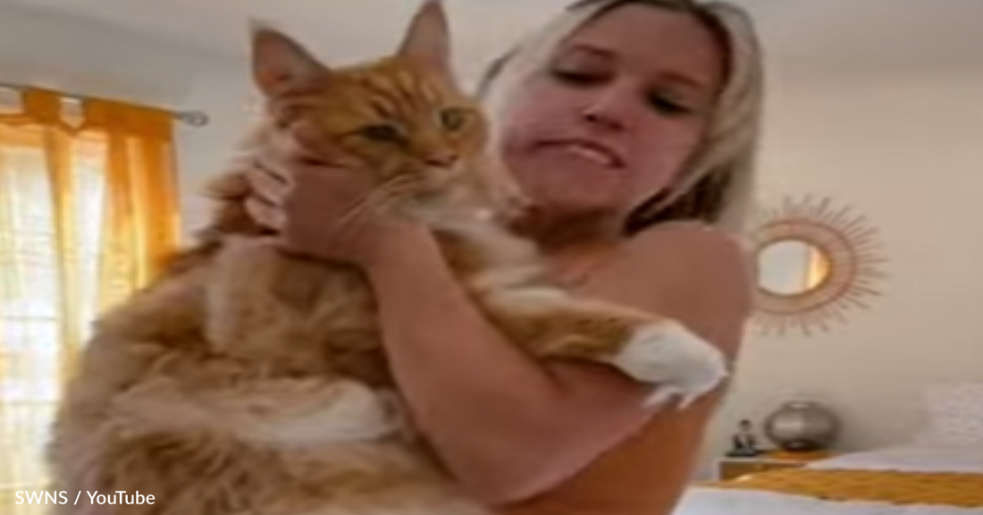 Giant Cat Is So Large People Mistake Him For A Dog