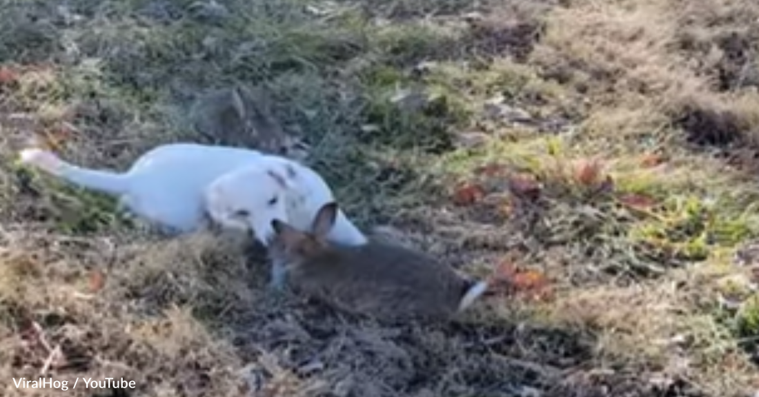 Friendly "Hunting" Dog Befriends Rabbit During Training