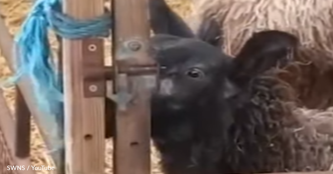 Sheep Keep Getting Out So Parents Use A Hidden Camera To Catch The Four-Legged Culprit