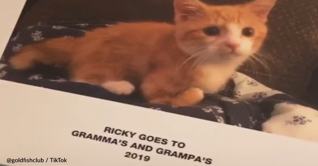 Woman Gets A Surprise When She Picks Up Her Kitten From Grandma's House