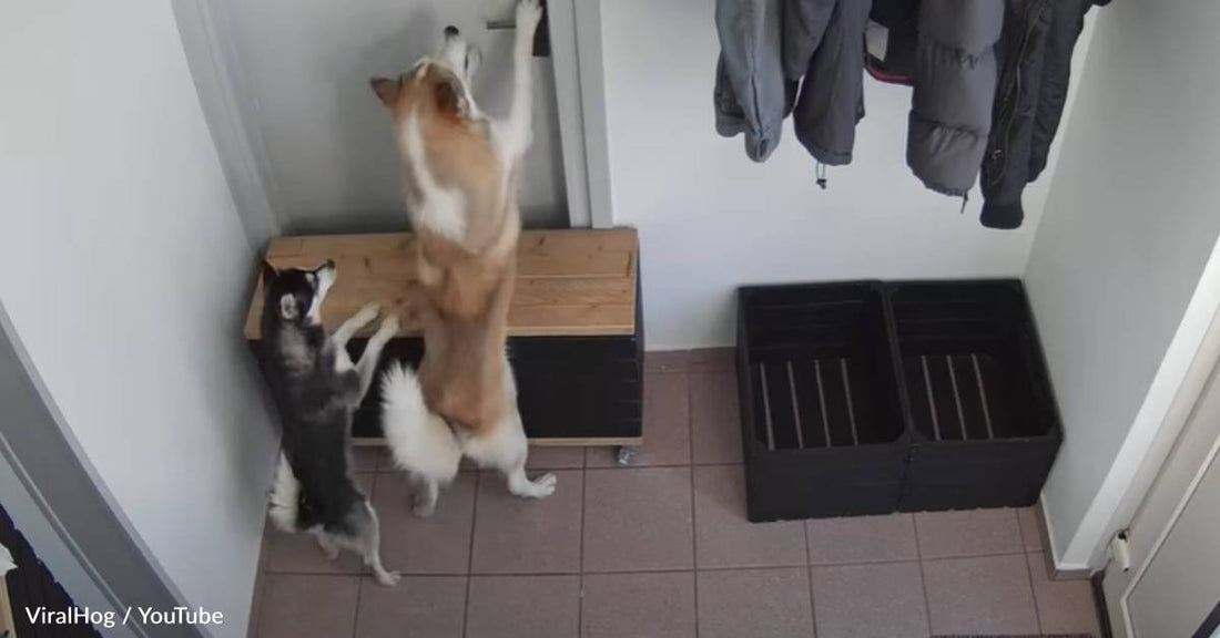 Mischievous Huskies Work Together To Unlock Door And Make An Escape