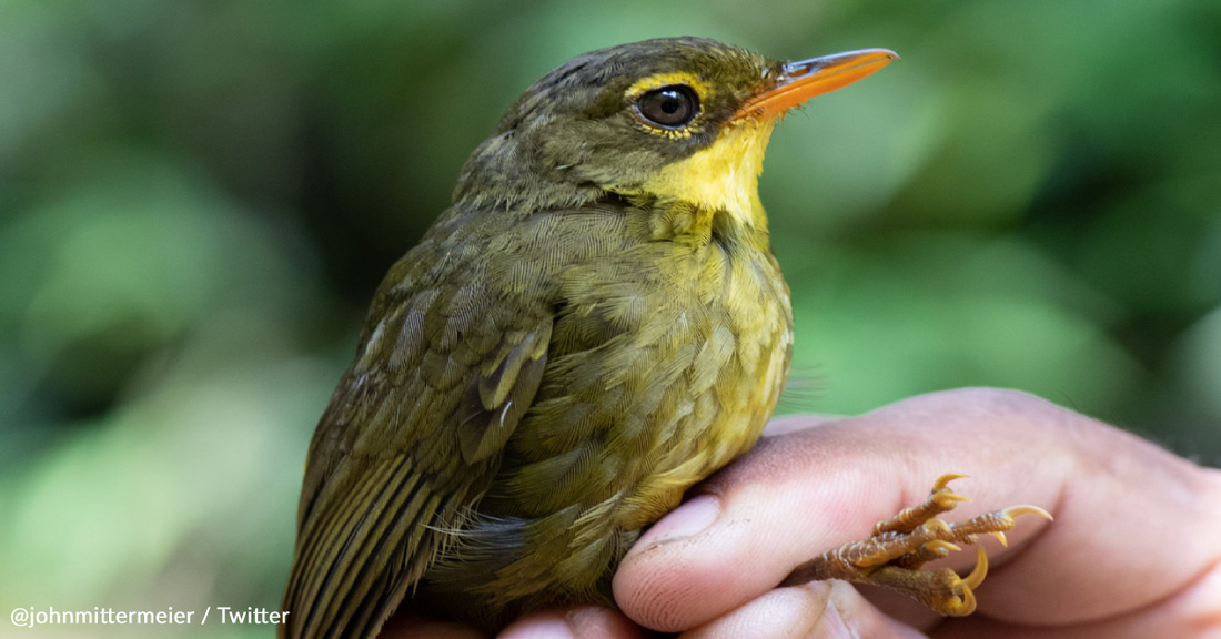 Rare Songbird Spotted For The First Time In 24 Years