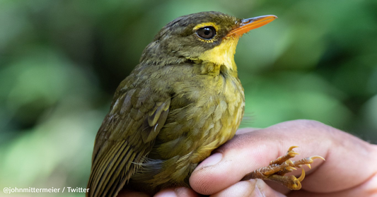 Rare Songbird Spotted For The First Time In 24 Years
