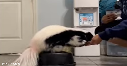 Dog Trainer Teaches Adorable Pet Skunk Advanced Tricks And Commands