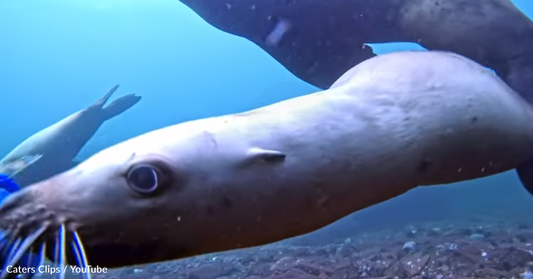 Playful Sea Lion Tries To Steal Diver's Shiny Watch