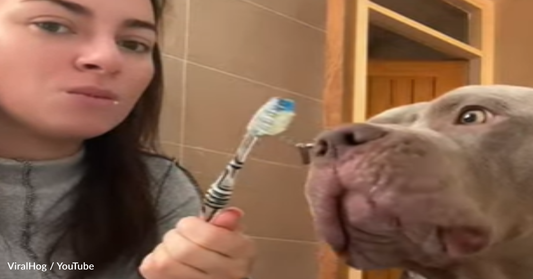 Dog Loves Getting His Teeth Brushed With Mom