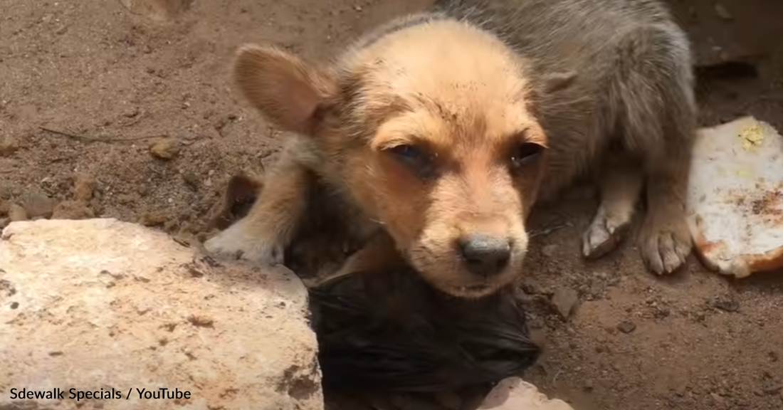 Street Puppy Barely Escapes Euthanasia But Refuses To Give Up