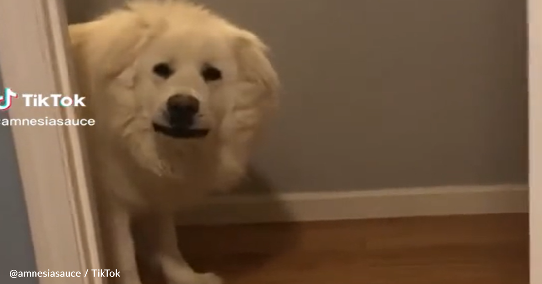 Dog Surprises Owner During Spunky Game of Hide and Seek