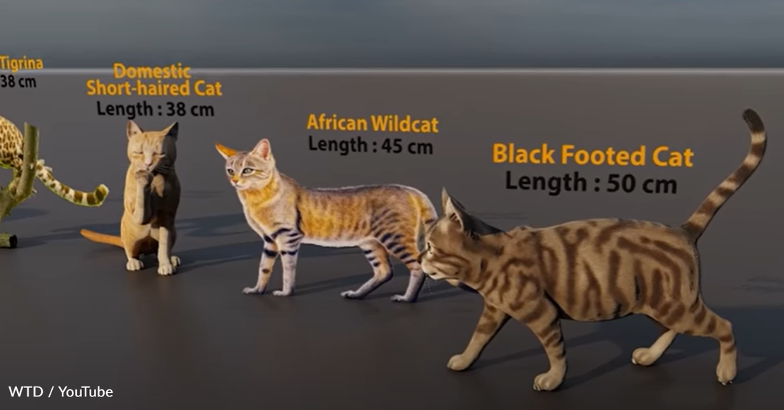 Video Shows Size Comparison Between Domestic and Wild Cats