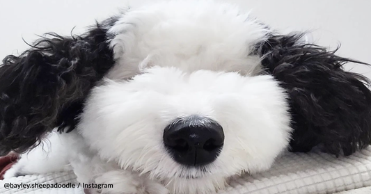 Snoopy's Real-Life Lookalike Is Taking Over The Internet
