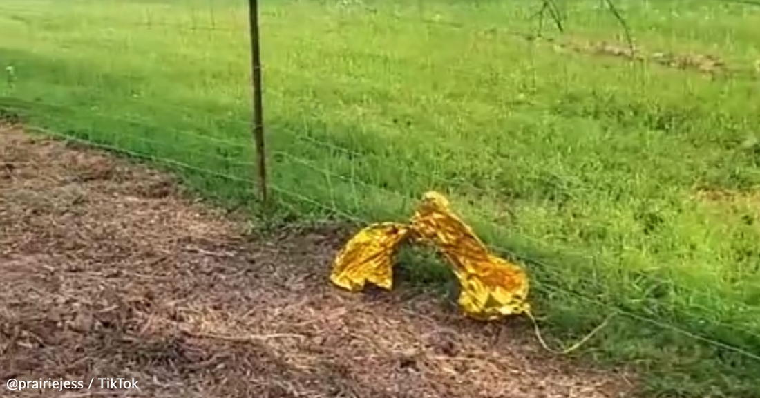 Farmer Demonstrates Why You Should Never Release Balloons In The Sky