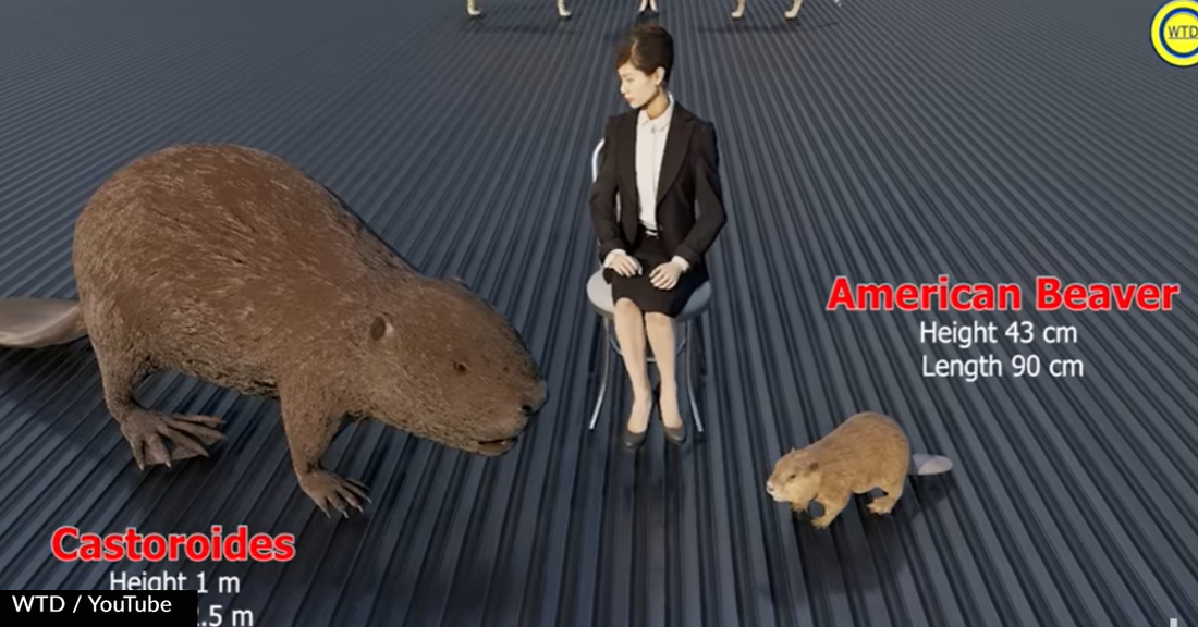 Video Shows Size Comparison Of Animals And Their Extinct Counterparts