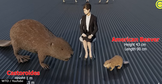 Video Shows Size Comparison Of Animals And Their Extinct Counterparts