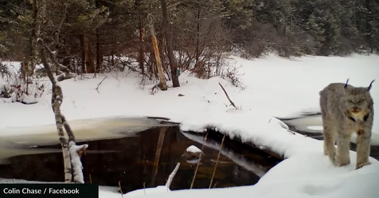 Trail Camera Catches Chilling Sound Of A Lynx Screaming