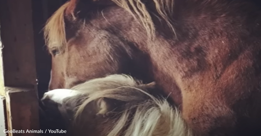 Lonely Rescue Horses Find The Friendship They Need At New York Sanctuary