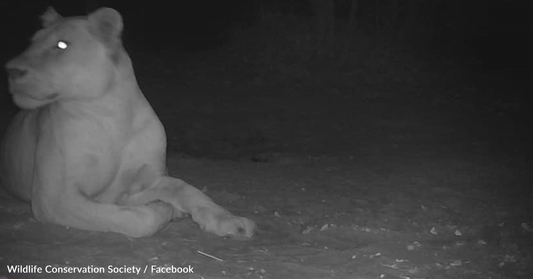 Extinct Lion Spotted In Chad National Park For The First Time In Decades