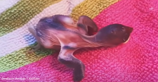 Woman's Wild Rescue Sparrow Is Convinced He's A Dog