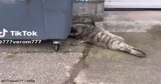 Rescuers Find Seal Pup Stranded Behind A Dumpster