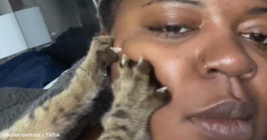 Cat Wakes Woman Up To "Make Biscuits" On Her Face