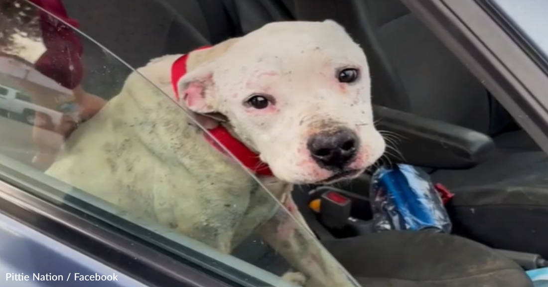 Rescue Bait Dog Has The Best Reaction To Getting Adopted