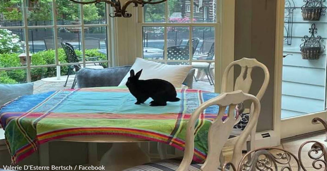 Woman Transforms Garage Into 'Bunny Cafe' To Help Rescue Rabbits Get Adopted