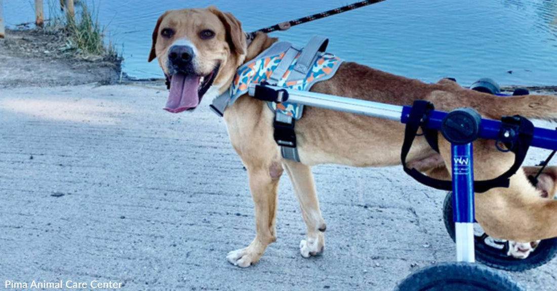 Adoptable Tony, the Special Needs Rescue Pup, is a Veritable Iron Man