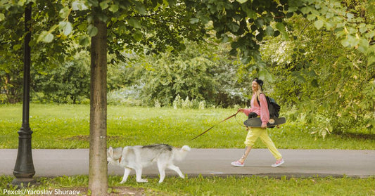 The Importance of Giving Dogs Wearing Yellow a Wide Berth