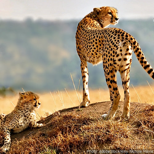 Tell The IUCN: Cheetahs Are Running Out of Time