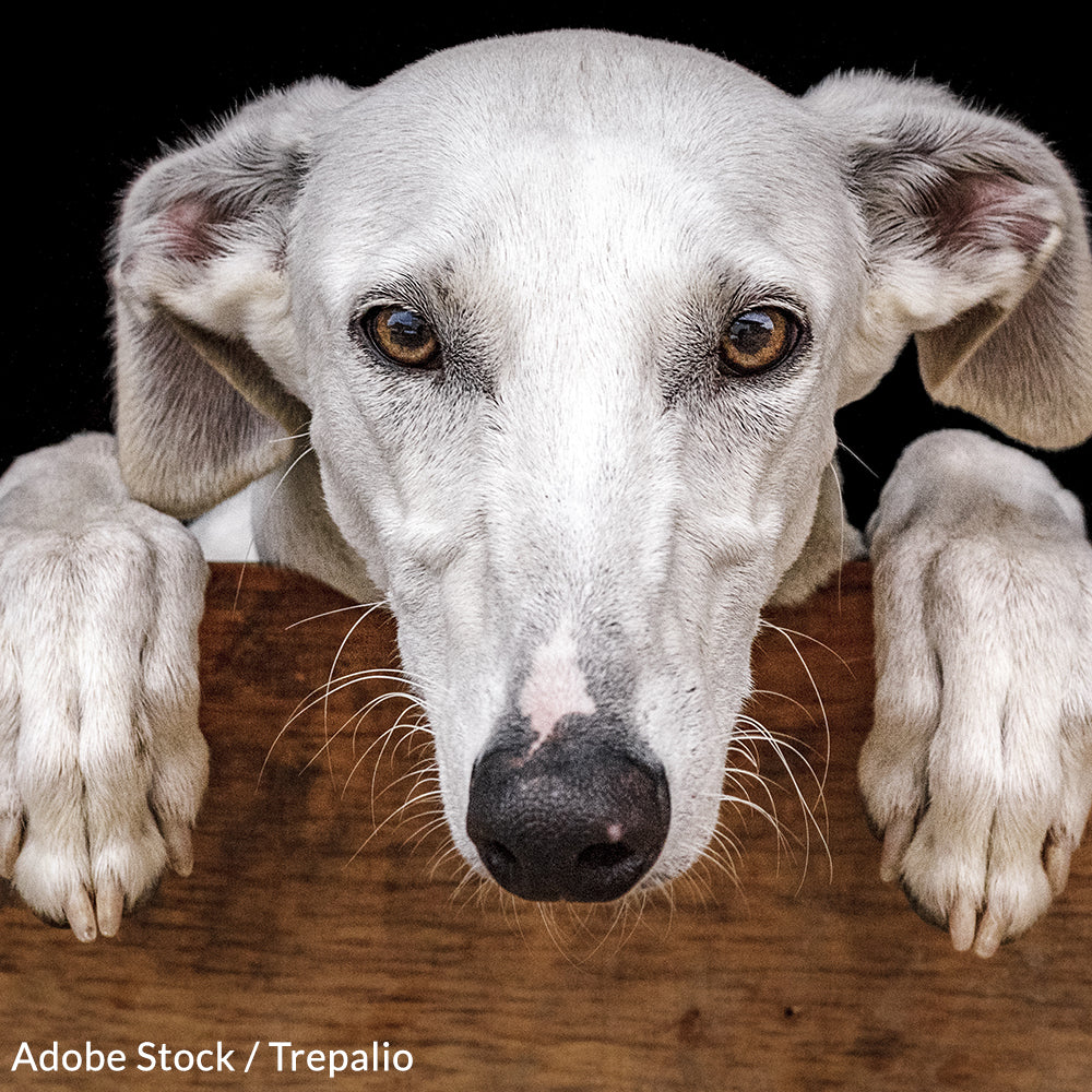 Protect Spanish Greyhounds From Being Treated Like Trash