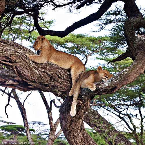 Save Tanzania's World Heritage Selous Reserve!