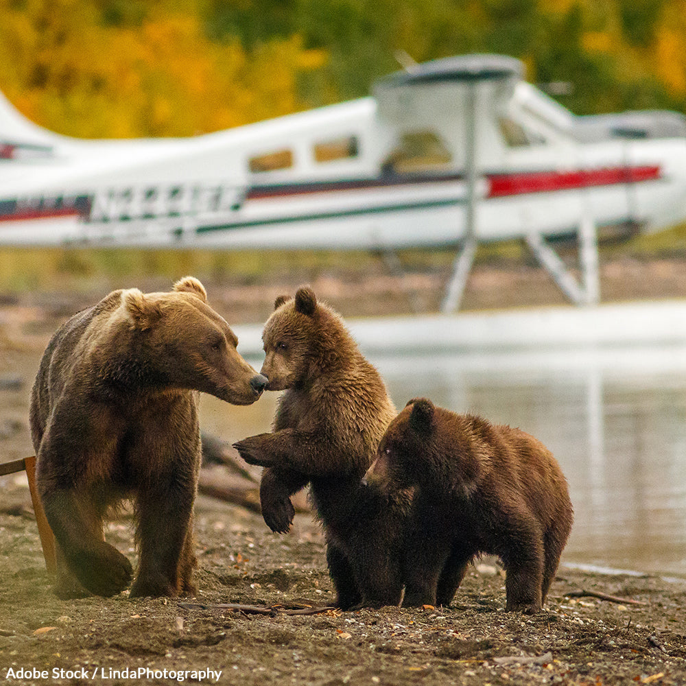 Stop Killing Alaska's Apex Predators on Wildlife Reserves