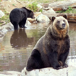 Put a Stop to Bear Bile Farming