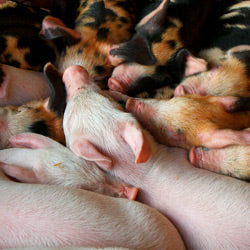 Stop the Mass Live Pig Burials in South Korea!