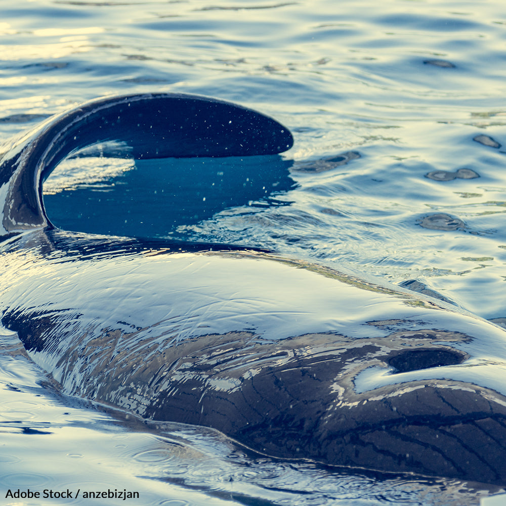 Let Lolita Swim Free!