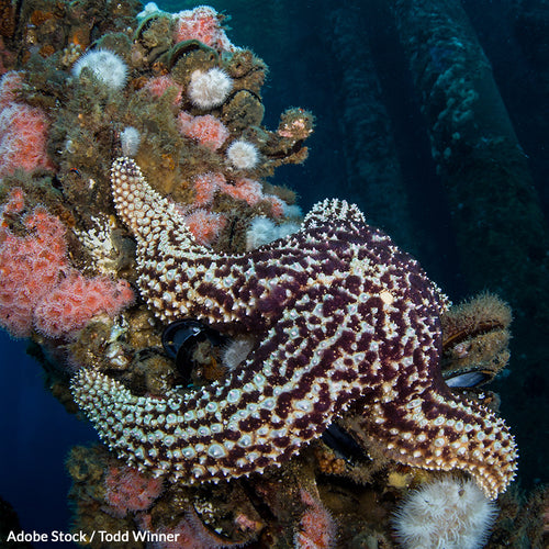 Turn Old Oil Rigs Into Marine Habitats!