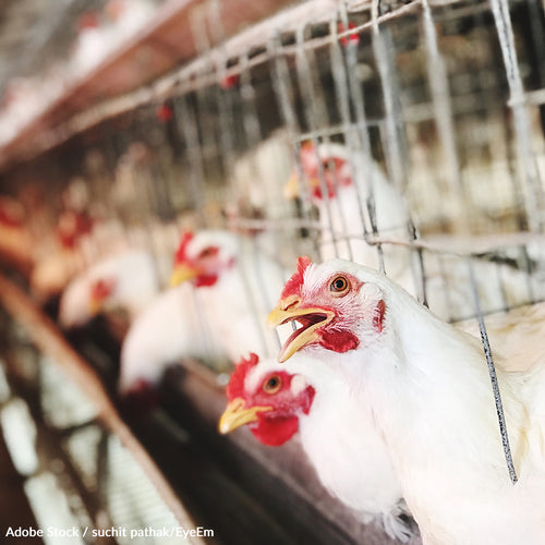 Tell the FDA To Investigate Costco's Chicken Cruelty!