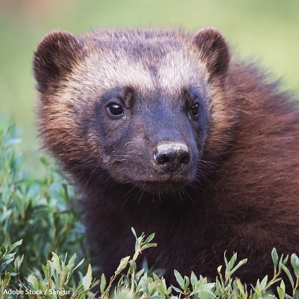 Save America's Wolverine!