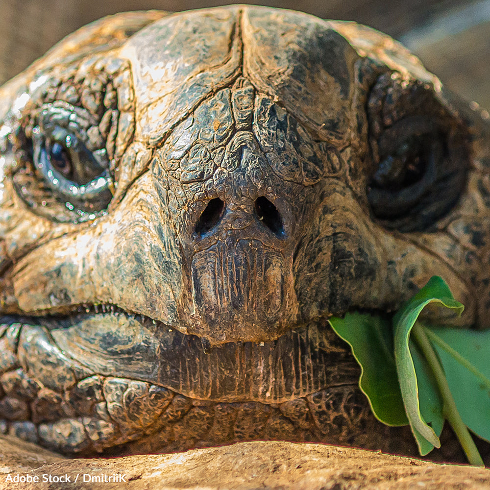Protect the Tortoises of the Galápagos!