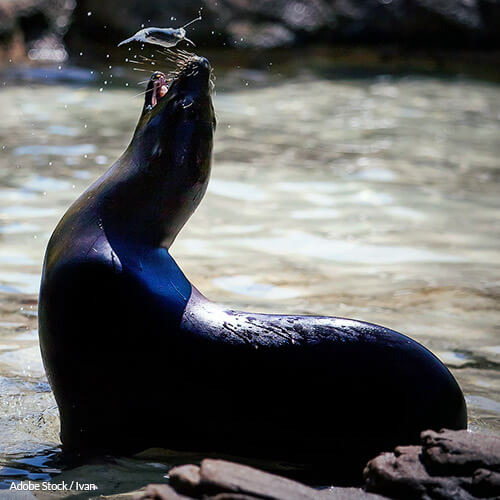 Sea Lions Shouldn't Be Killed For Man-Made Mistakes!