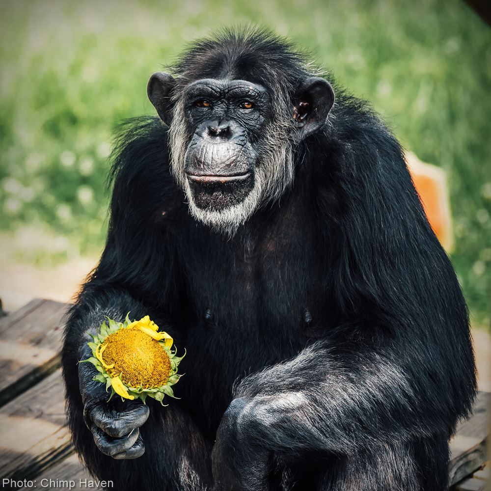 Bring Chimps Home to Sanctuary